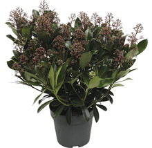 FloraSelf Skimmia Skimmia japonica 'Rubella' potmaat Ø 19 cm H 20-30 cm