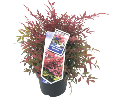 Hemelse bamboe in pot