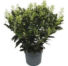 Skimmia in pot met groene bladeren en bloemen