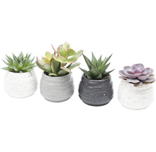 Vier vetplanten in decoratieve potten