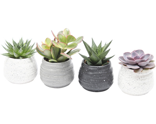 Vier vetplanten in decoratieve potten
