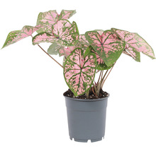Caladium in een pot