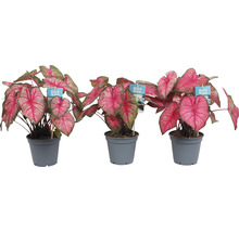 Drie Caladium planten in potten