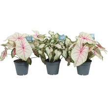 Drie Caladium planten in potten