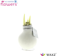 No Water Flowers Amaryllis in vaas