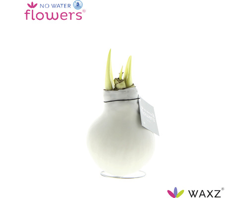 No Water Flowers Amaryllis in vaas