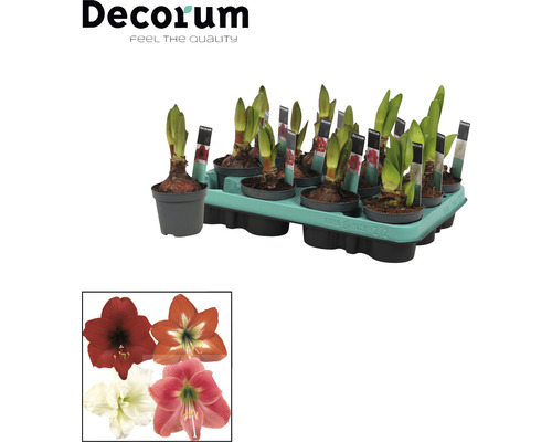 FLORASELF Amaryllis Kolibri Hippeastrum Kolibri Mix 2-Steel potmaat Ø 9 cm H 10-20 cm FLORASELF Amaryllis Kolibri Hippeastrum Kolibri Mix 2-Steel potmaat Ø 9 cm H 10-20 cm