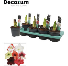 Amaryllis bollen in potten op een pallet