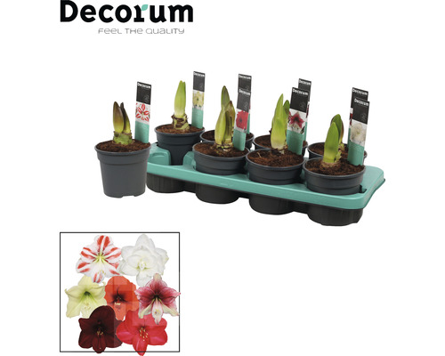 FLORASELF Amaryllis Hippeastrum Exclusive mix 2 stelen potmaat Ø 13 cm H 25 cm Amaryllis bollen in potten op een pallet