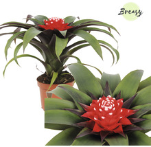 Guzmania kamerplant in pot met rode bloem