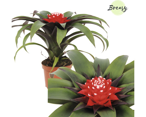 Guzmania kamerplant in pot met rode bloem