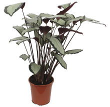 Calathea plant in pot