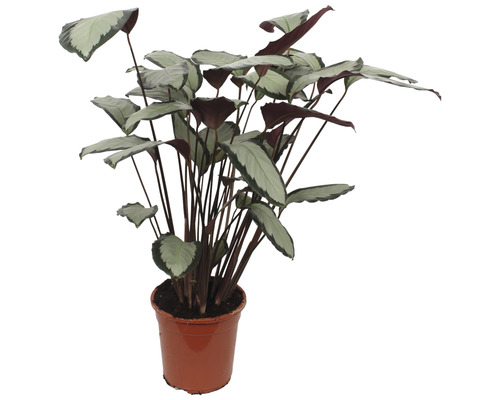 Calathea plant in pot