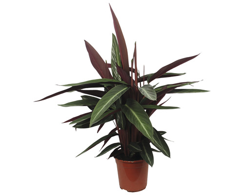 Pijlwortel kamerplant in pot