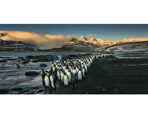 Ansichtkaart XXL Pinguins II
