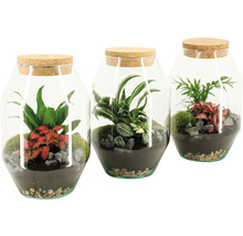 Drie glazen potten met planten en kurk deksel