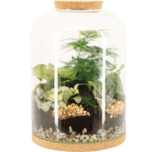Terrarium met diverse planten en stenen onder glazen stolp met kurkvoet