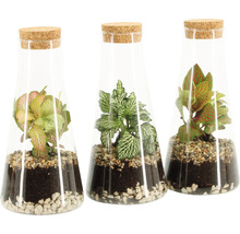 FLORASELF Plantenterrarium Chantal potmaat Ø 20 cm H 25 cm