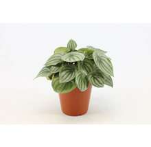 Peperomia plant in pot