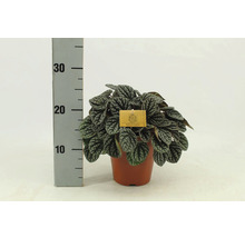 Peperomia caperata plant in pot