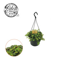 Hangplant in pot met hanger