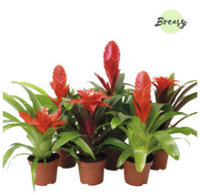 Groep bromelia''s in potten