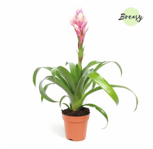 Vriesea kamerplant in pot