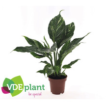 Lepelblad plant in pot