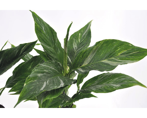 Lepelplant met groen-witte bladeren