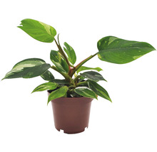Philodendron in een pot
