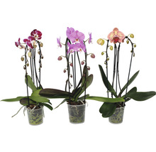 FLORASELF Vlinderorchidee Phalaenopsis Cascade Mix 2 Tak potmaat Ø 12 cm H 55-60 cm