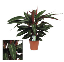 Pijlwortel in pot
