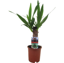 Yucca kamerplant in pot