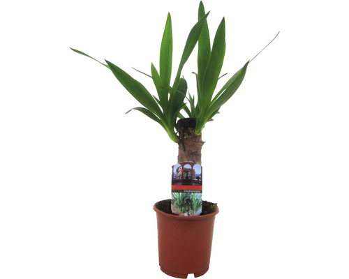 FLORASELF Palmlelie Yucca potmaat Ø 12 cm H 40 cm