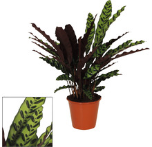 Gebedsplant in pot