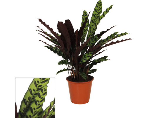 FLORASELF Pauwenplant Calathea insignis potmaat Ø 17 cm H 50 cm