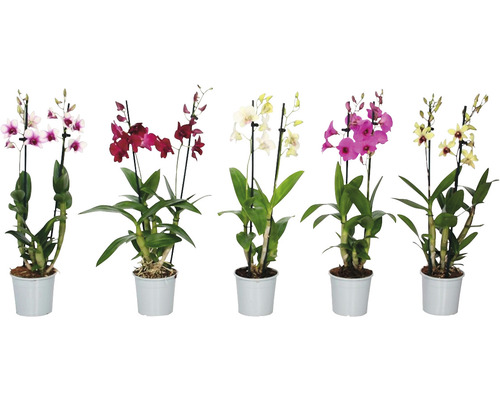 FLORASELF Bamboe Orchidee Dendrobium Sa-Nook Mix 2 Tak potmaat Ø 12 cm H 55-70 cm Vijf Dendrobium planten in potten met bloemen in verschillende kleuren.