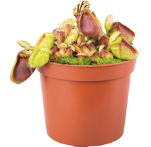 Bekerplant in een pot