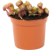 Vleesetende plant in pot