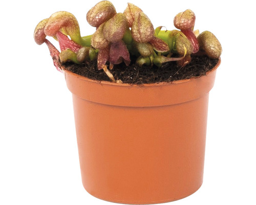 Vleesetende plant in pot