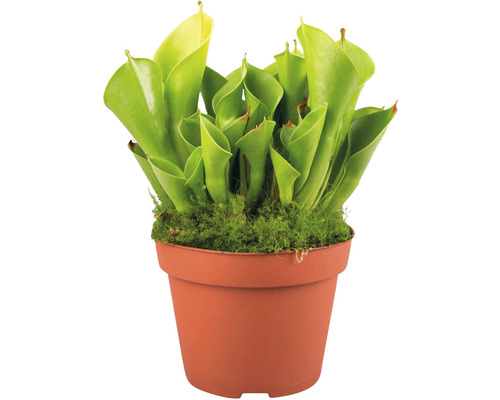 Sarracenia vleesetende plant in plantenpot