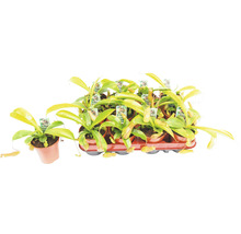 Meerdere bekerplanten in potten op een dienblad.