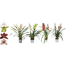 Diverse Cymbidium orchideeën in potten
