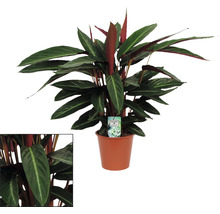 Calathea kamerplant in pot