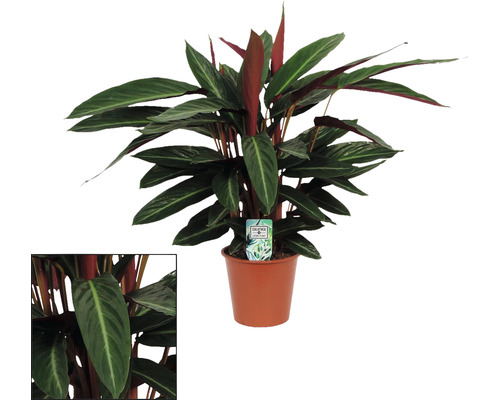 FLORASELF Pauwenplant Stripestar Calathea potmaat Ø 17 cm H 80 cm