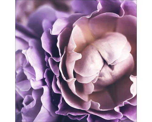 Close-up van een enkele roos