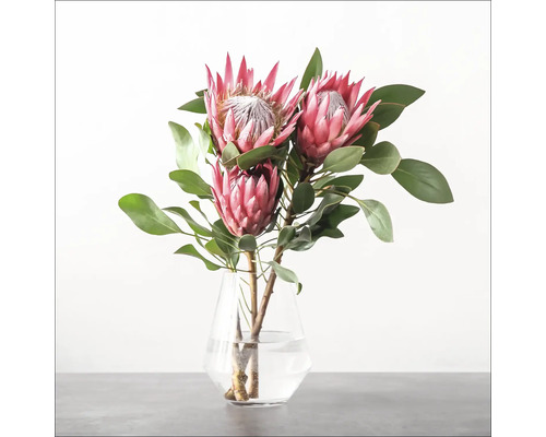 Drie proteabloemen in een glazen vaas