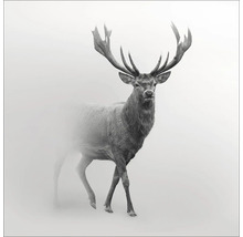 Hert met gewei in de mist