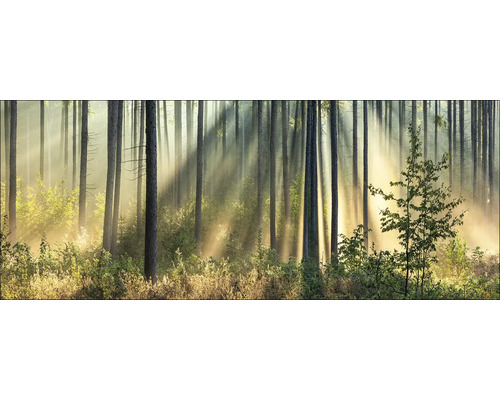 Zonnestralen in dicht bos