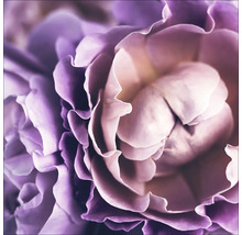 Close-up van een rozenbloem met bloemblaadjes
